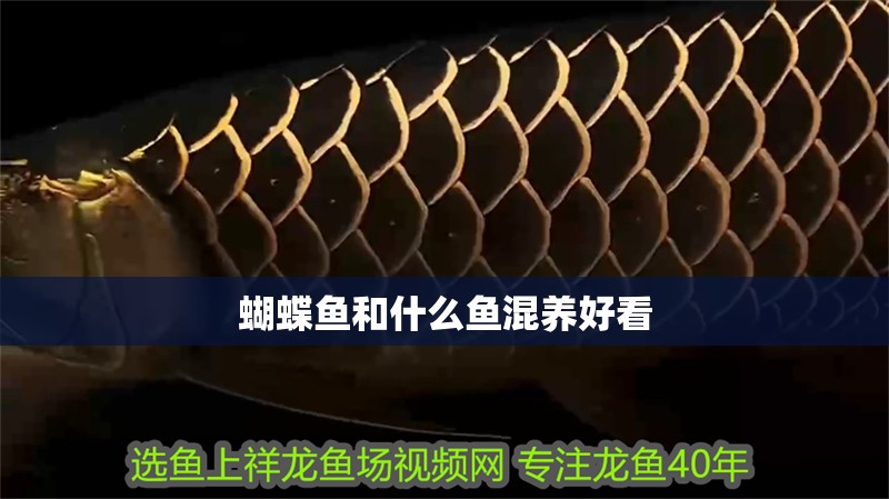 蝴蝶魚和什么魚混養好看