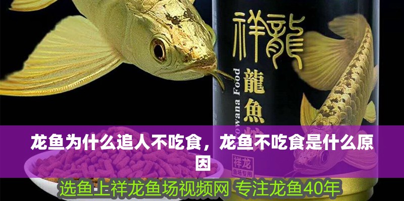 龍魚為什么追人不吃食，龍魚不吃食是什么原因