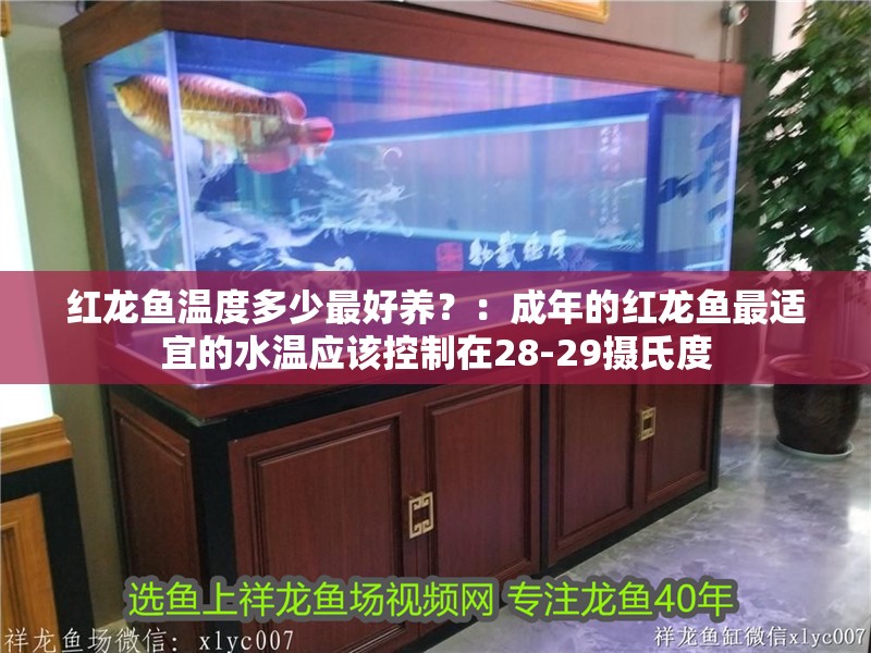 紅龍魚溫度多少最好養？：成年的紅龍魚最適宜的水溫應該控制在28-29攝氏度