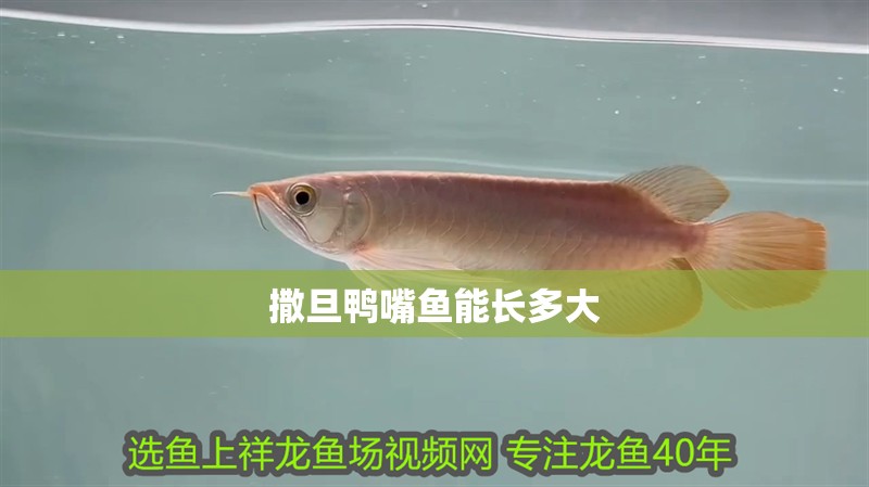 撒旦鴨嘴魚能長多大