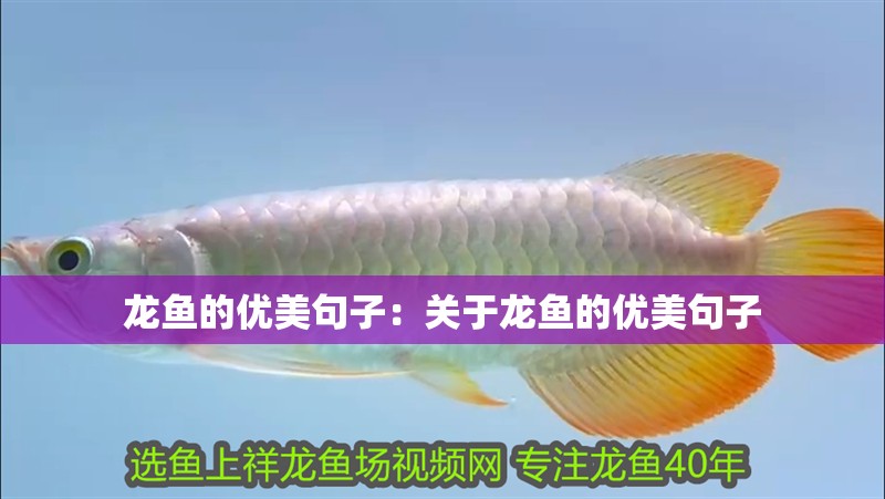 龍魚的優美句子：關于龍魚的優美句子