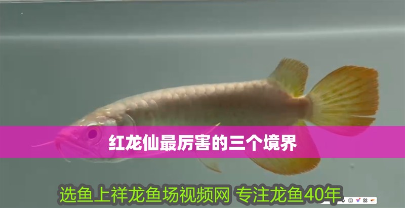 紅龍仙最厲害的三個境界