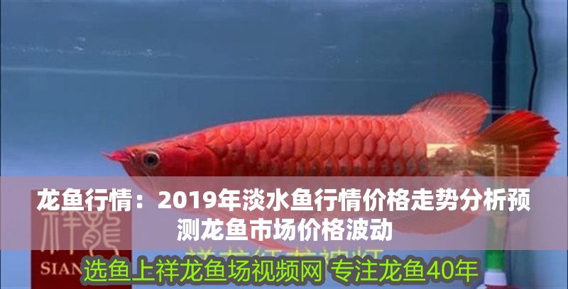 龍魚(yú)行情：2019年淡水魚(yú)行情價(jià)格走勢(shì)分析預(yù)測(cè)龍魚(yú)市場(chǎng)價(jià)格波動(dòng)