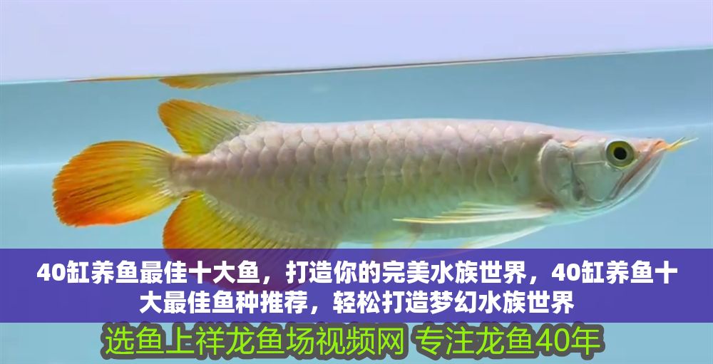 40缸養魚最佳十大魚，打造你的完美水族世界，40缸養魚十大最佳魚種推薦，輕松打造夢幻水族世界