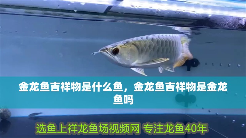 金龍魚吉祥物是什么魚，金龍魚吉祥物是金龍魚嗎 金龍魚吉祥物是什么魚，金龍魚吉祥物是金龍魚嗎 龍魚百科