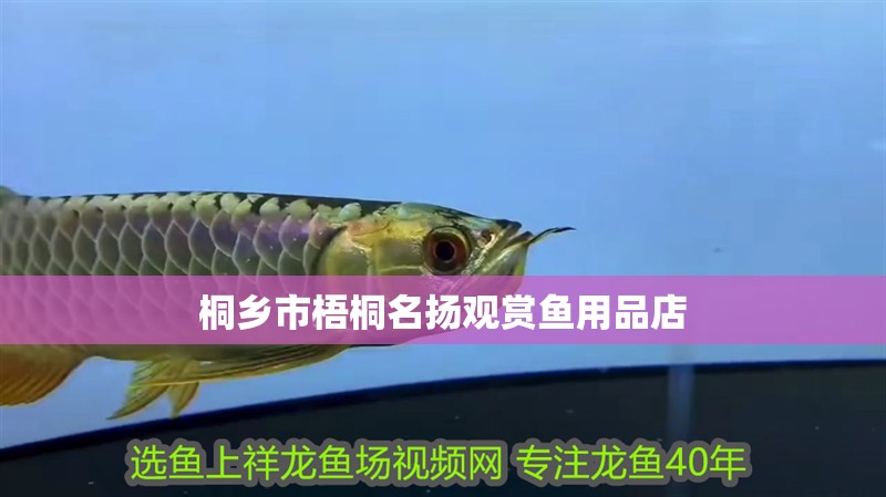 桐鄉(xiāng)市梧桐名揚觀賞魚用品店
