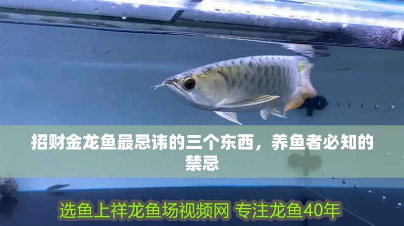 招財(cái)金龍魚最忌諱的三個(gè)東西，養(yǎng)魚者必知的禁忌