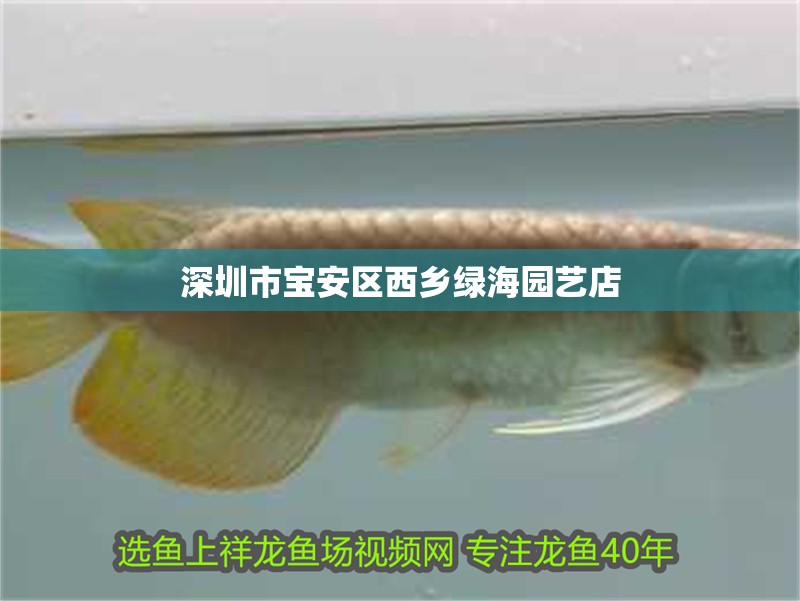 深圳市寶安區(qū)西鄉(xiāng)綠海園藝店