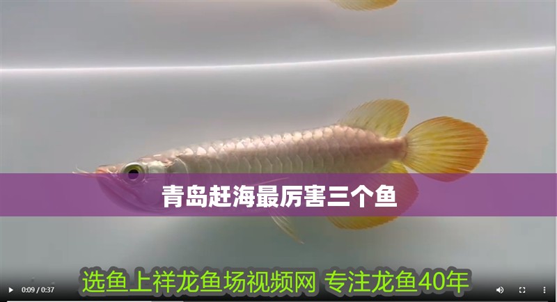 青島趕海最厲害三個魚