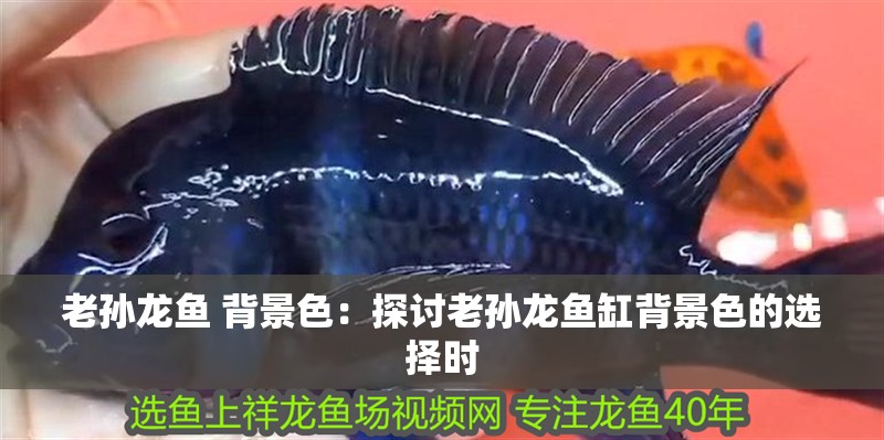 老孫龍魚 背景色：探討老孫龍魚缸背景色的選擇時