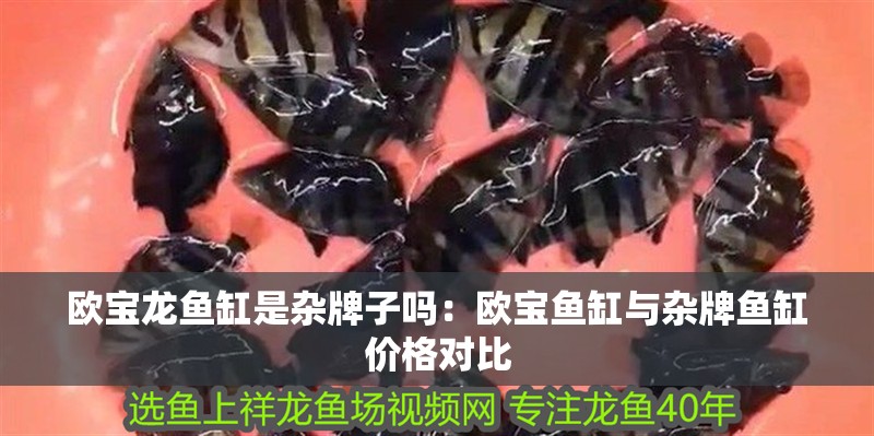 歐寶龍魚缸是雜牌子嗎：歐寶魚缸與雜牌魚缸價格對比 歐寶龍魚缸是雜牌子嗎：歐寶魚缸與雜牌魚缸價格對比 魚缸百科