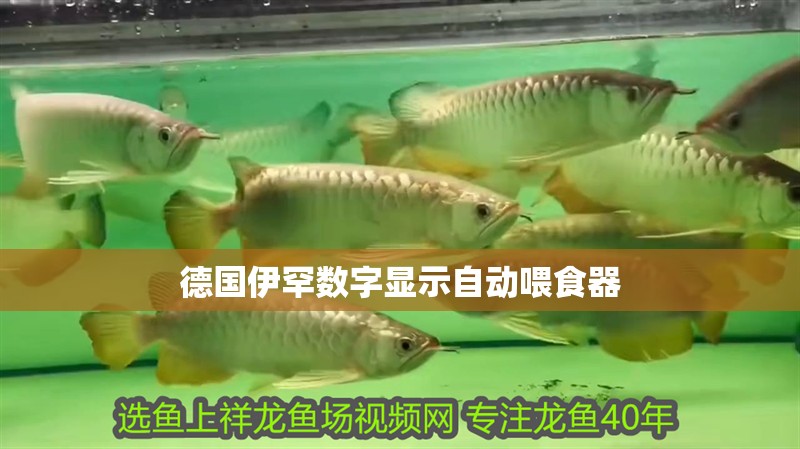 德國伊罕數字顯示自動喂食器