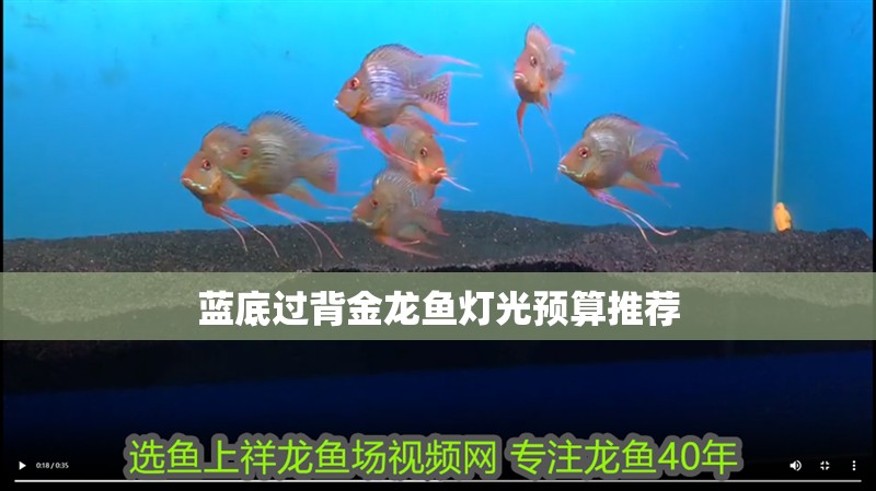 藍底過背金龍魚燈光預算推薦