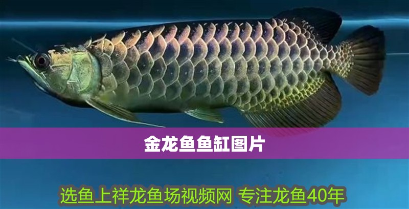 龍魚怕什么 金龍魚魚缸圖片 龍魚論壇 金龍魚魚缸圖片 金龍魚魚缸圖片 龍魚論壇