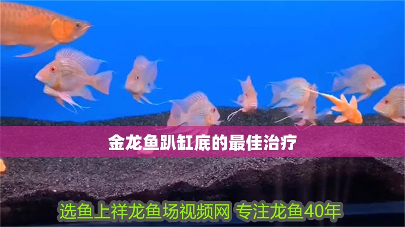 金龍魚趴缸底的最佳治療