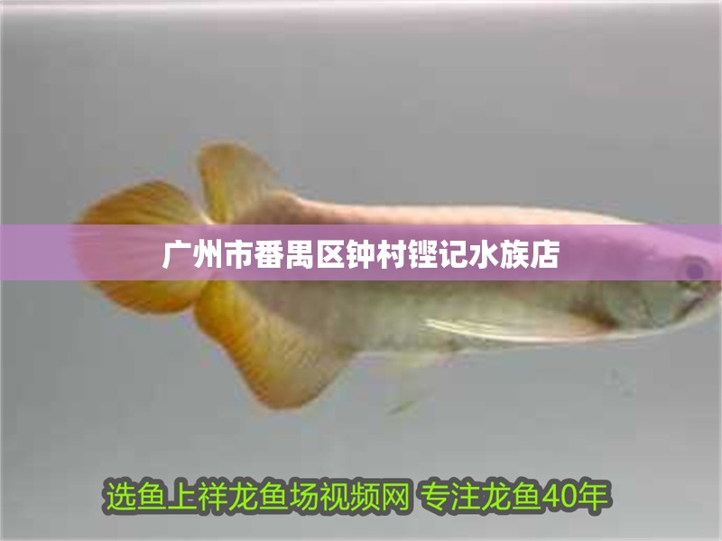 廣州市番禺區鐘村鏗記水族店