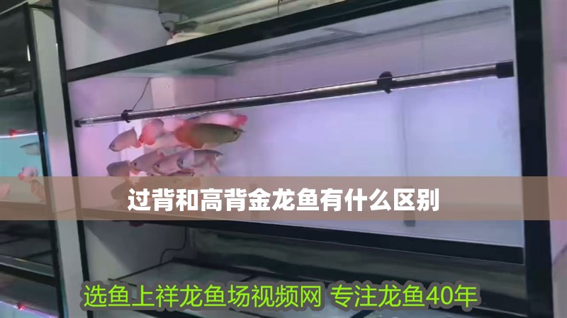 過背和高背金龍魚有什么區(qū)別