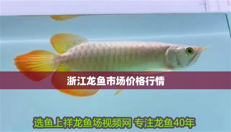 浙江龍魚市場價格行情