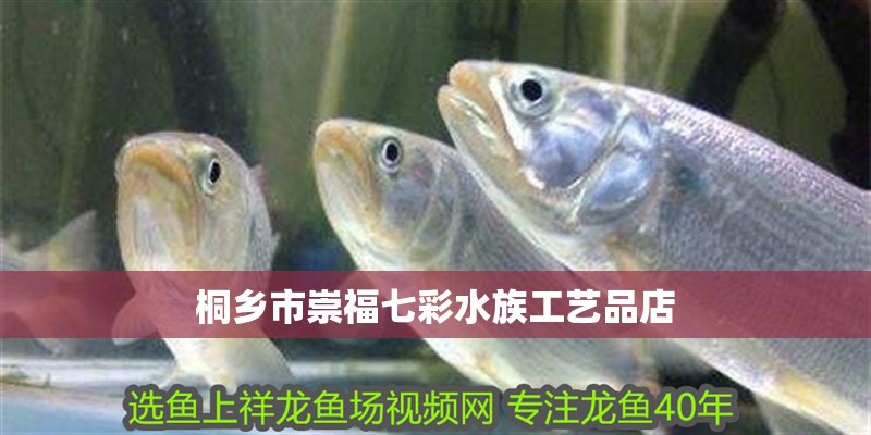 桐鄉市崇福七彩水族工藝品店