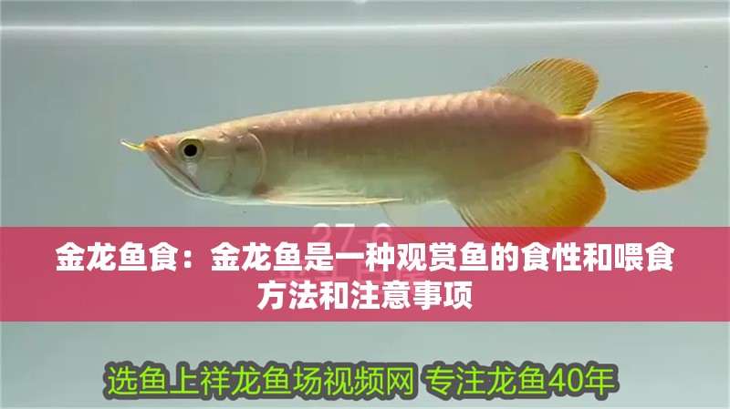 金龍魚(yú)食：金龍魚(yú)是一種觀賞魚(yú)的食性和喂食方法和注意事項(xiàng)