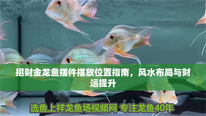 招財(cái)金龍魚(yú)擺件擺放位置指南，風(fēng)水布局與財(cái)運(yùn)提升