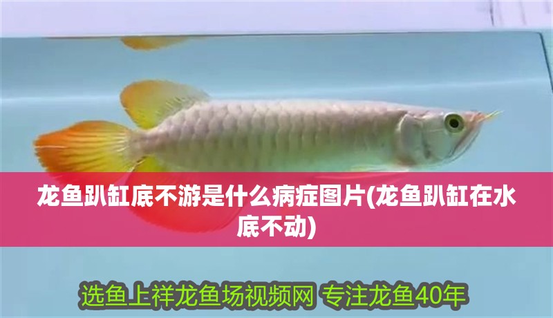 龍魚趴缸底不游是什么病癥圖片(龍魚趴缸在水底不動) 龍魚趴缸底不游是什么病癥圖片(龍魚趴缸在水底不動) 龍魚百科