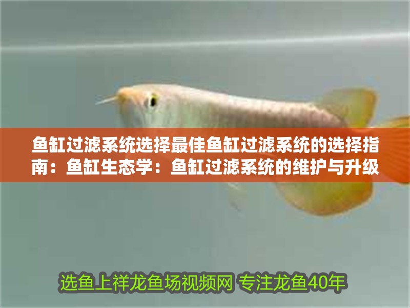魚缸過濾系統選擇最佳魚缸過濾系統的選擇指南：魚缸生態學：魚缸過濾系統的維護與升級 魚缸過濾系統選擇最佳魚缸過濾系統的選擇指南：魚缸生態學：魚缸過濾系統的維護與升級 魚缸百科