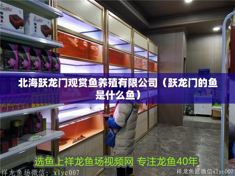 北海躍龍門觀賞魚養殖有限公司（躍龍門的魚是什么魚） 北海躍龍門觀賞魚養殖有限公司（躍龍門的魚是什么魚） 全國水族館企業名錄