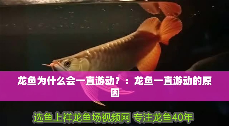 龍魚為什么會一直游動？：龍魚一直游動的原因