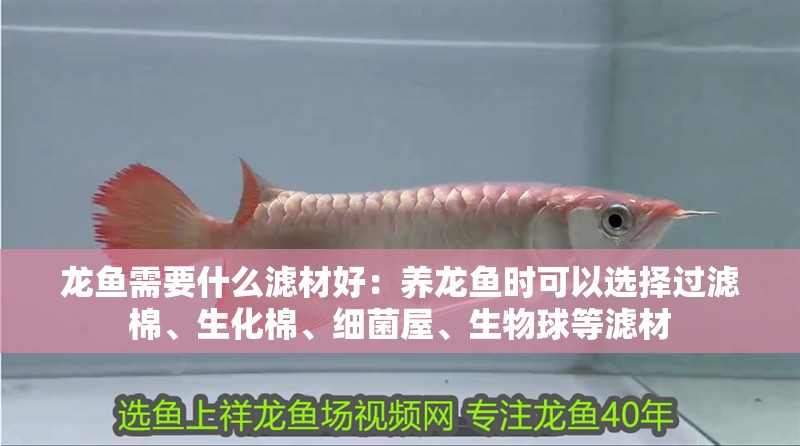 龍魚需要什么濾材好：養龍魚時可以選擇過濾棉、生化棉、細菌屋、生物球等濾材
