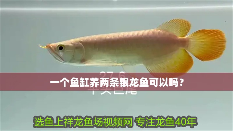 一個魚缸養兩條銀龍魚可以嗎？