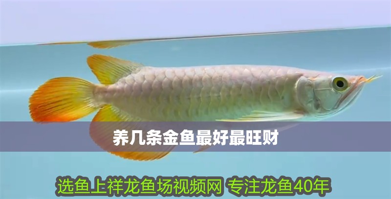 養幾條金魚最好最旺財 養幾條金魚最好最旺財 龍魚論壇