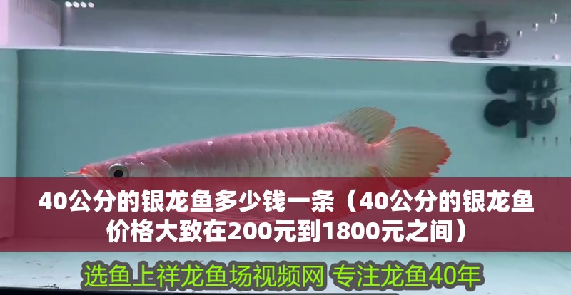 40公分的銀龍魚多少錢一條（40公分的銀龍魚價格大致在200元到1800元之間） 40公分的銀龍魚多少錢一條（40公分的銀龍魚價格大致在200元到1800元之間） 龍魚百科