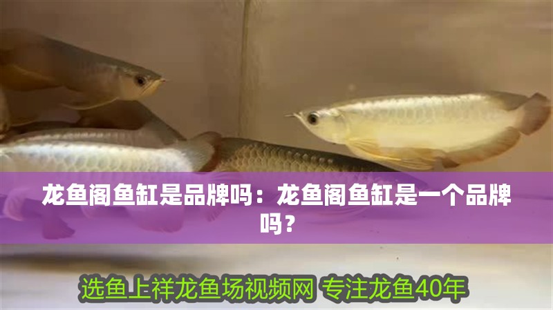 龍魚閣魚缸是品牌嗎：龍魚閣魚缸是一個品牌嗎？