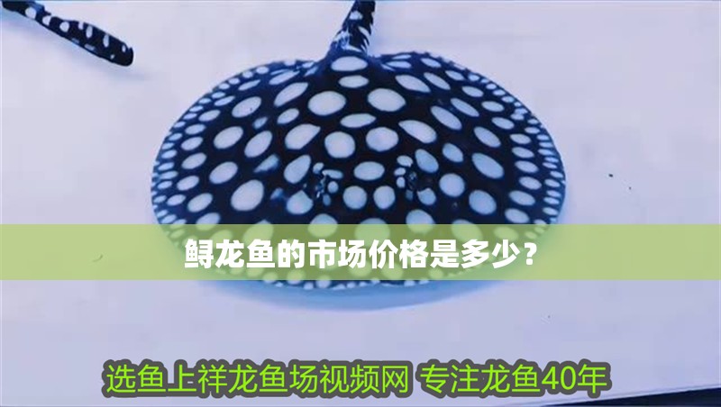 鱘龍魚的市場價格是多少？