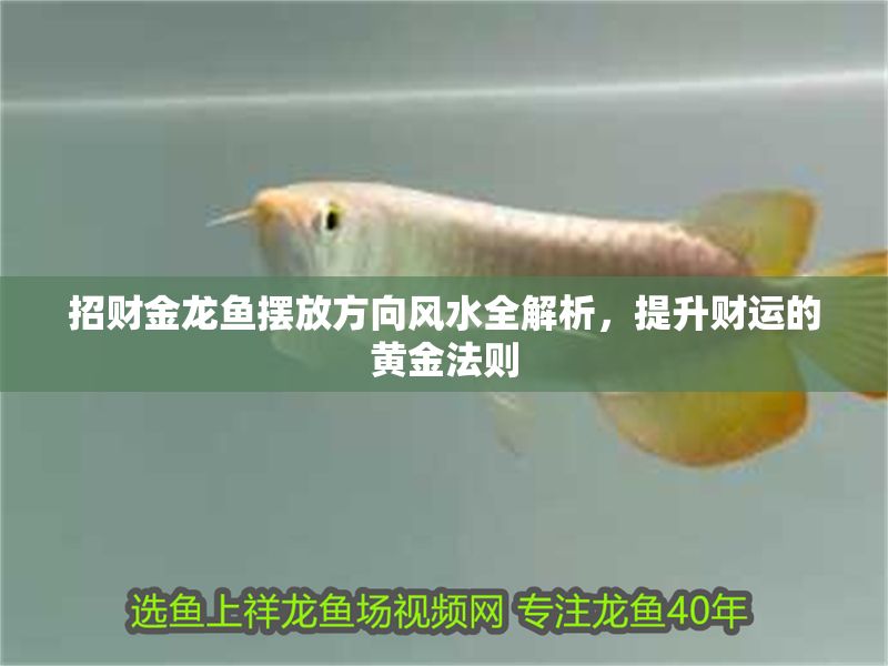 招財(cái)金龍魚(yú)擺放方向風(fēng)水全解析，提升財(cái)運(yùn)的黃金法則