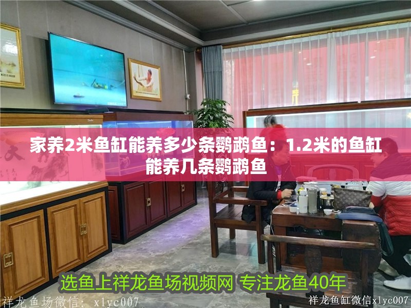 家養2米魚缸能養多少條鸚鵡魚：1.2米的魚缸能養幾條鸚鵡魚 家養2米魚缸能養多少條鸚鵡魚：1.2米的魚缸能養幾條鸚鵡魚 魚缸百科