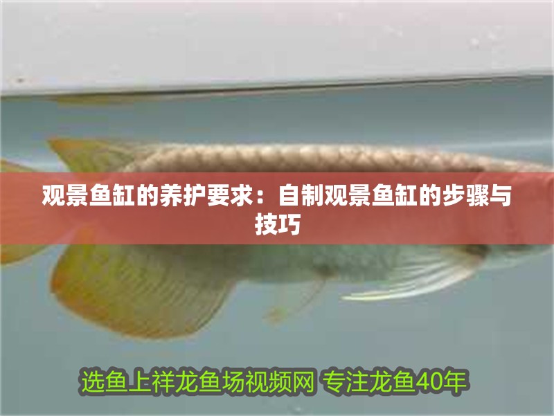 觀景魚缸的養護要求：自制觀景魚缸的步驟與技巧