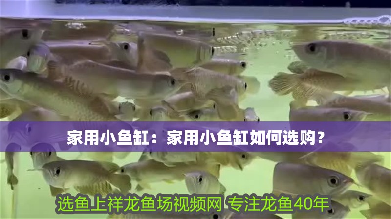 家用小魚缸：家用小魚缸如何選購？