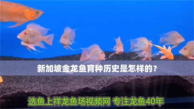 新加坡金龍魚育種歷史是怎樣的？