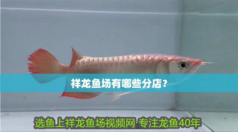 祥龍魚場有哪些分店？