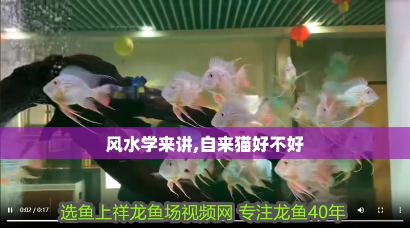 風水學來講,自來貓好不好