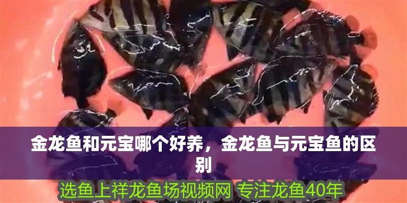 金龍魚和元寶哪個好養(yǎng)，金龍魚與元寶魚的區(qū)別