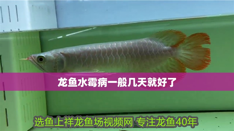 龍魚水霉病一般幾天就好了