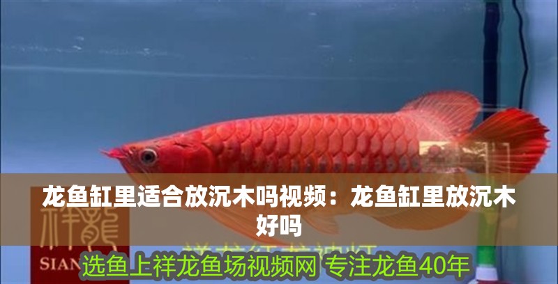 龍魚缸里適合放沉木嗎視頻：龍魚缸里放沉木好嗎
