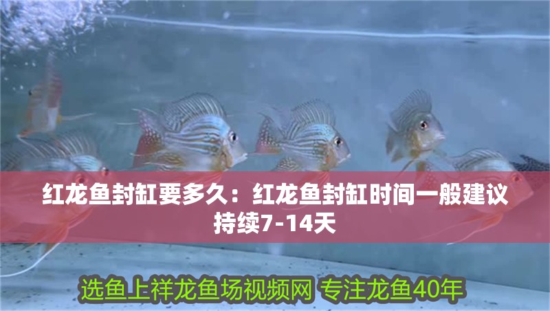 紅龍魚封缸要多久：紅龍魚封缸時間一般建議持續7-14天