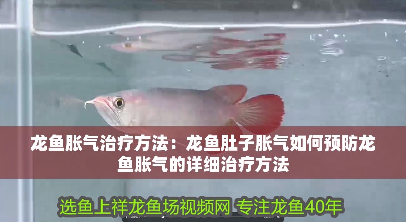 龍魚脹氣治療方法：龍魚肚子脹氣如何預防龍魚脹氣的詳細治療方法