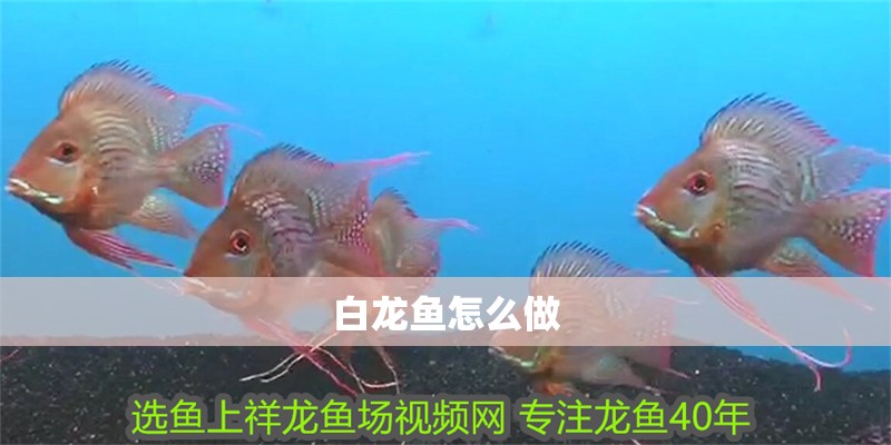 白龍魚怎么做 白龍魚怎么做 龍魚百科