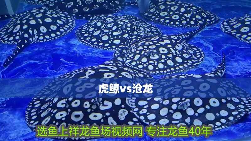 虎鯨vs滄龍