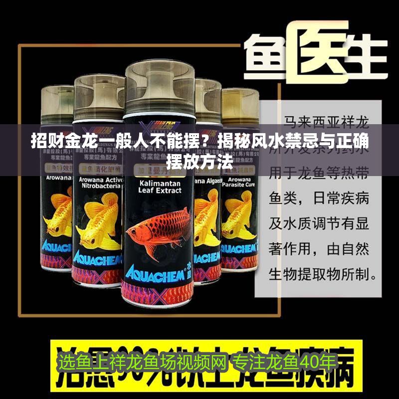 招財金龍一般人不能擺？揭秘風水禁忌與正確擺放方法